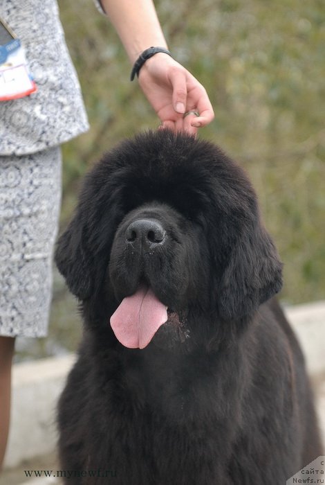 Фотография № 137399