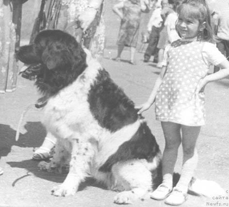 Фото: ньюфаундленд Бланка