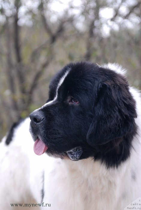 Фотография № 137427