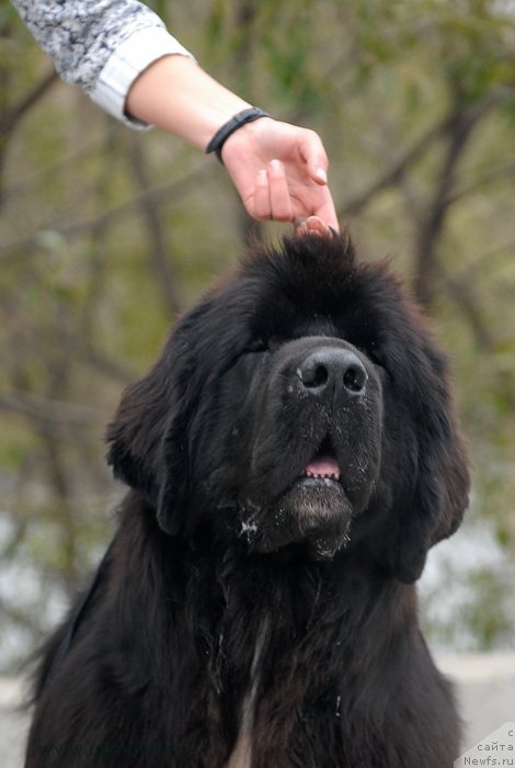 Фотография № 137434