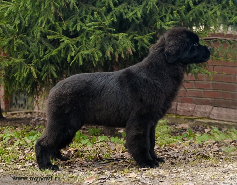 Фото: ньюфаундленд Сент Джонс Жоселин