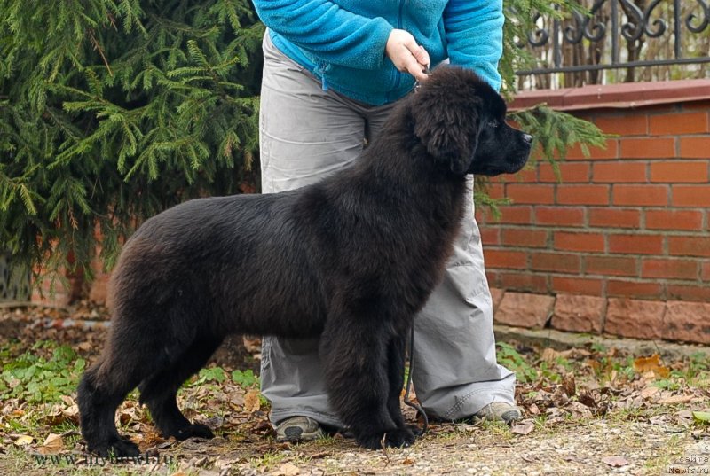 Фото: ньюфаундленд Сент Джонс Жоселин