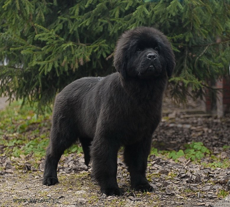 Фото: ньюфаундленд Сент Джонс Жоселин