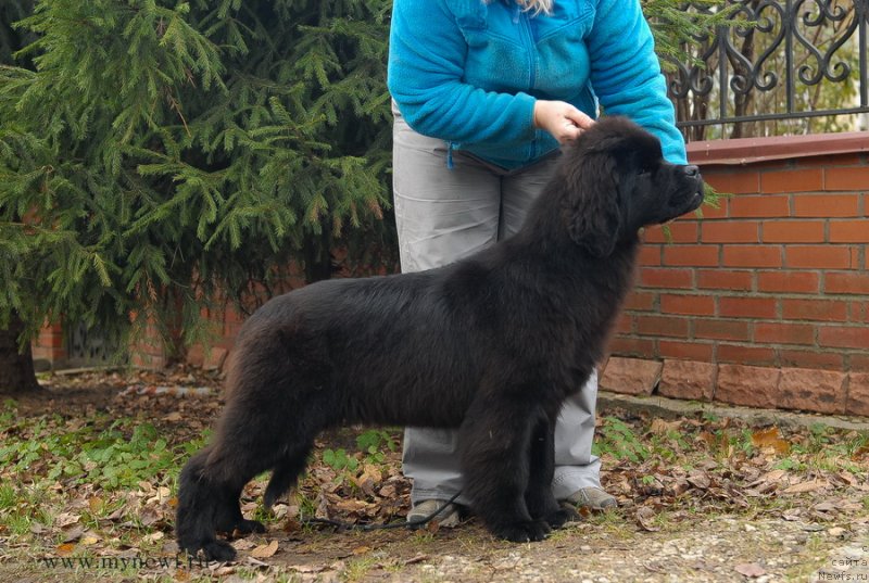 Фото: ньюфаундленд Сент Джонс Жоселин