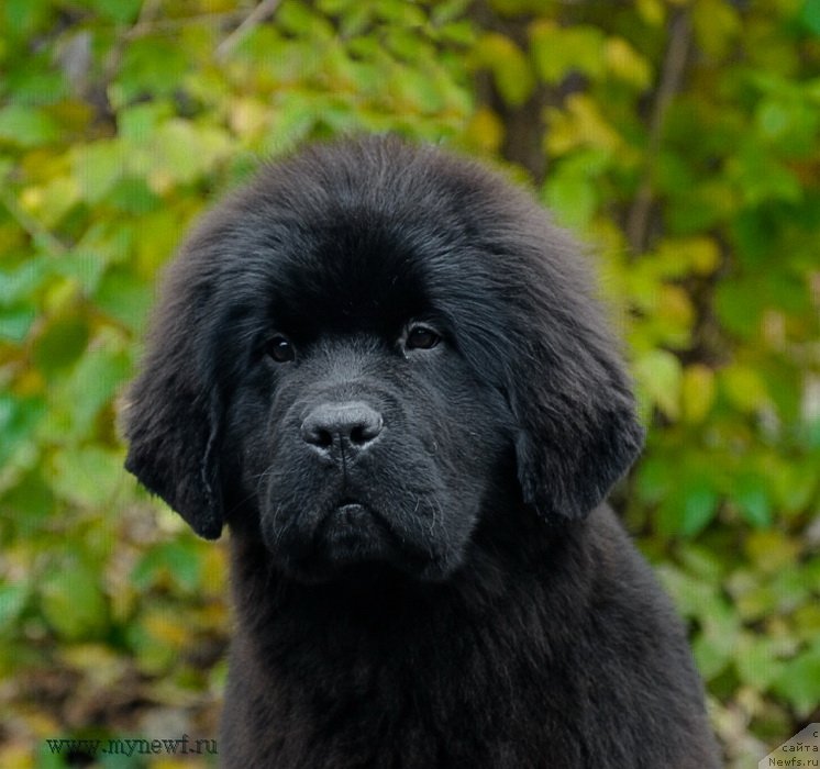 Фото: ньюфаундленд Сент Джонс Жоселин