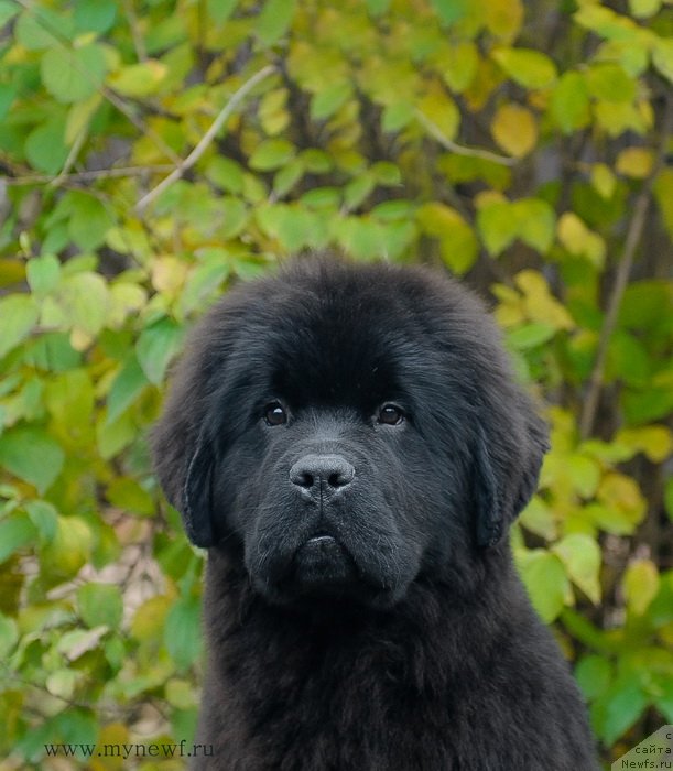 Фото: ньюфаундленд Сент Джонс Жоселин