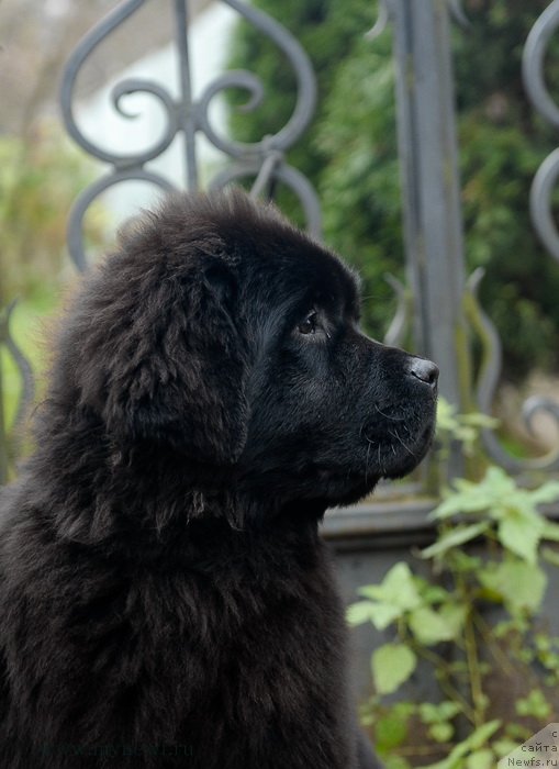 Фотография № 137443