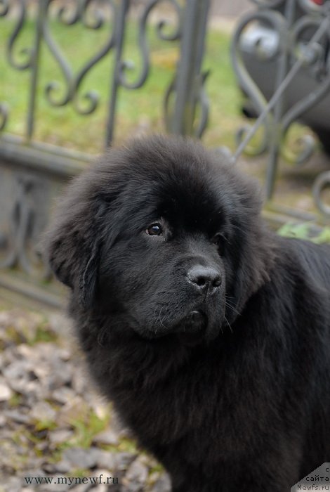 Фото: ньюфаундленд Сент Джонс Жоселин