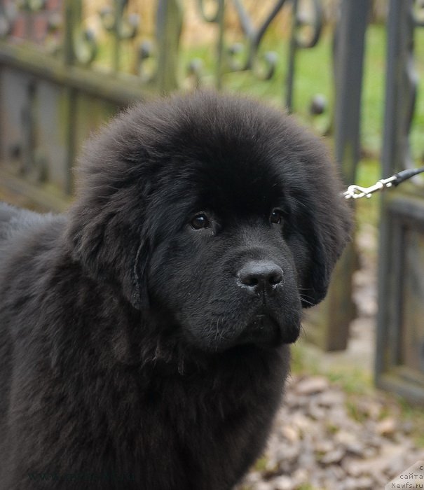 Фото: ньюфаундленд Сент Джонс Жоселин