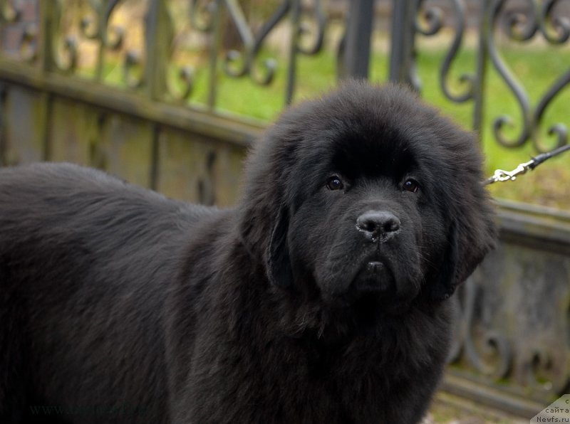 Фото: ньюфаундленд Сент Джонс Жоселин