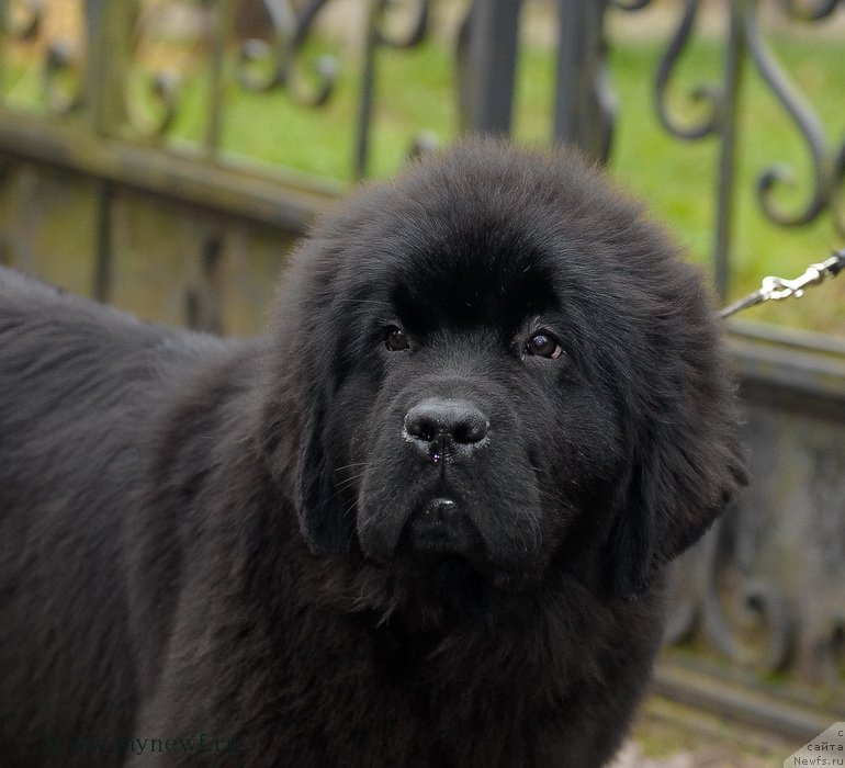 Фото: ньюфаундленд Сент Джонс Жоселин