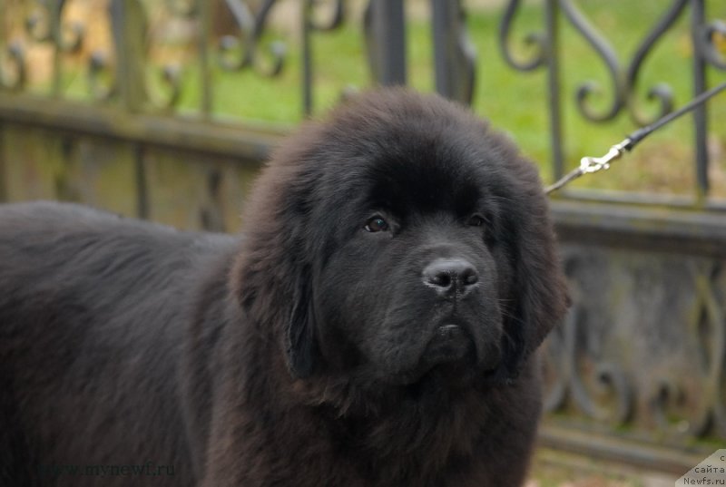 Фото: ньюфаундленд Сент Джонс Жоселин