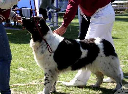 Фото: ньюфаундленд Сент Джонс Виолетта (Sent Djons Violetta)