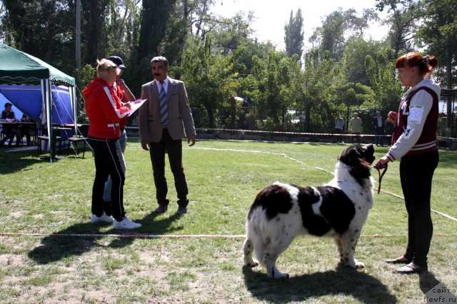 Фото: ньюфаундленд Сент Джонс Виолетта (Sent Djons Violetta)