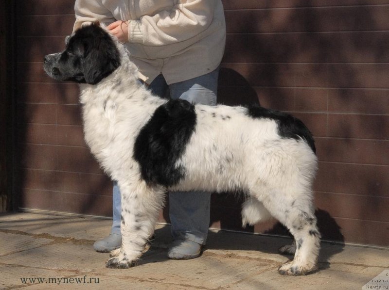 Фото: ньюфаундленд Сент Джонс Вива Виктория (Sent Djons Viva Viktoria)