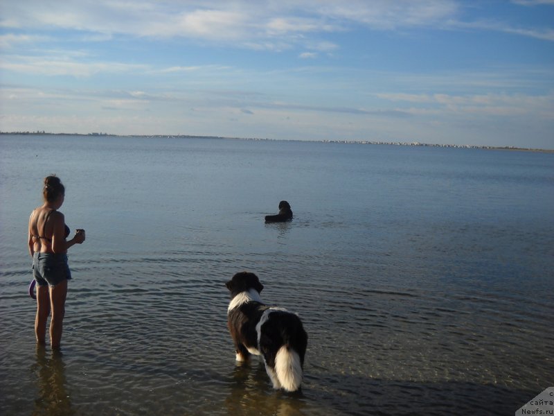 Фото: ньюфаундленд Clyde Winner Of The Ring Aqua Pearl, ньюфаундленд Чара Блэк Квэст Морской Медведь