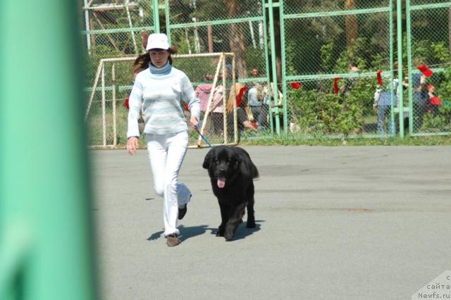 Фото: Дарья Новицкая, ньюфаундленд Рыцарь Благородный от Марлеон Дусвик