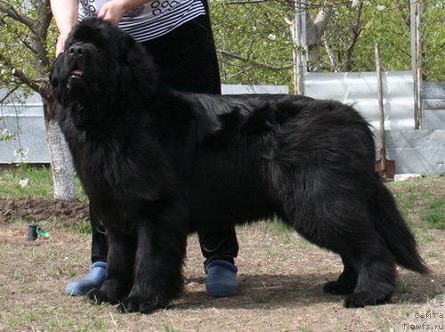 Фото: ньюфаундленд Topgallant's Aquarelle