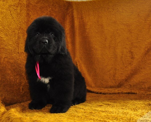 Фото: ньюфаундленд Big Sky Bear Biuta Dolce