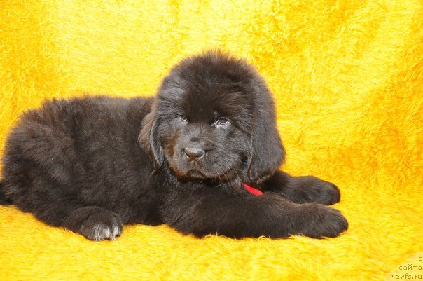 Фото: ньюфаундленд Big Sky Bear Brioche Con Marmellata