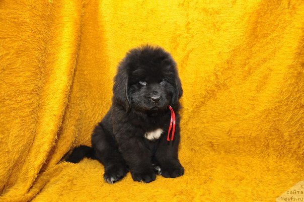 Фото: ньюфаундленд Big Sky Bear Brioche Con Marmellata