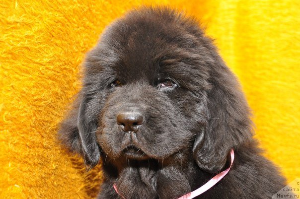 Фото: ньюфаундленд Big Sky Bear Brina Gelata