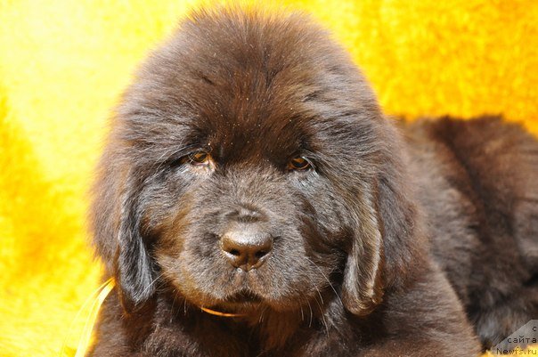 Фото: ньюфаундленд Big Sky Bear Bacio D'Amore