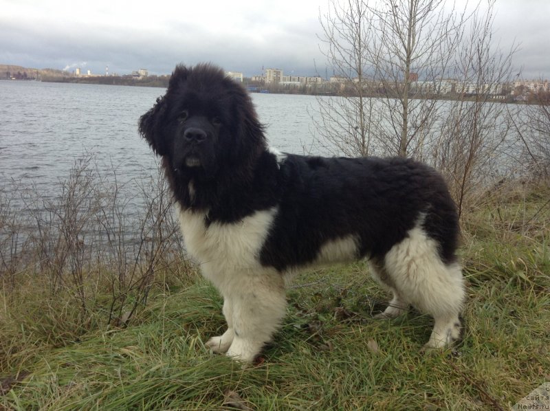 Фото: ньюфаундленд Аквиан Сонг Кроун Роял