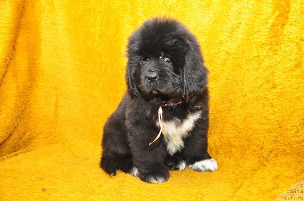 Фото: ньюфаундленд Big Sky Bear Biancaneve