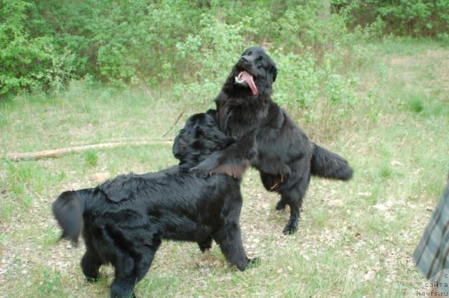 Фото: ньюфаундленд Маг Исполин Копперфильд, ньюфаундленд Рыцарь Благородный от Марлеон Дусвик