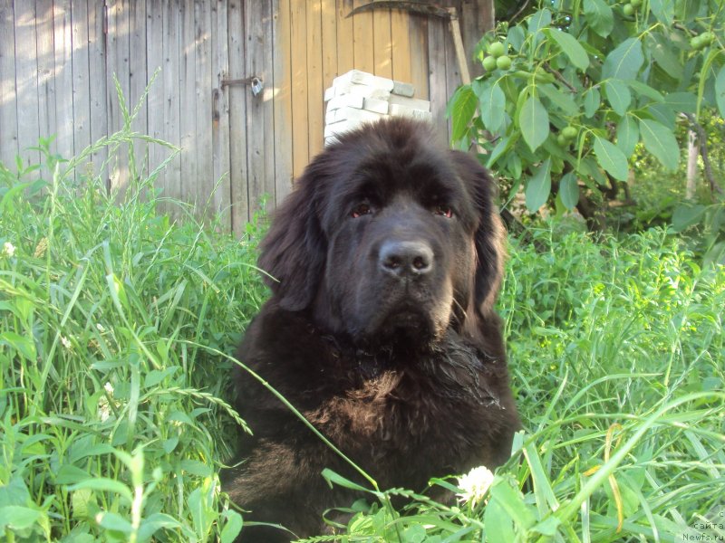 Фото: ньюфаундленд Big Sky Bear Brezza Di Mare