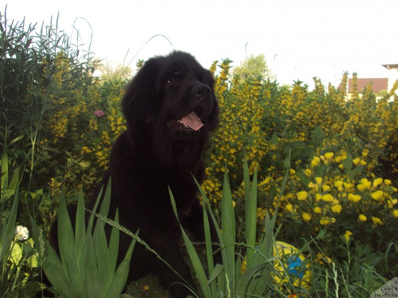 Фото: ньюфаундленд Big Sky Bear Brezza Di Mare