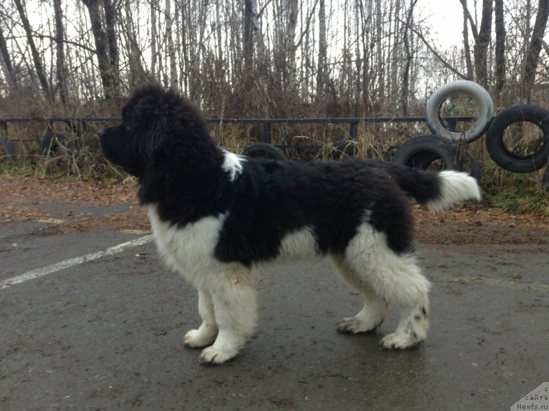 Фото: ньюфаундленд Аквиан Сонг Кроун Роял