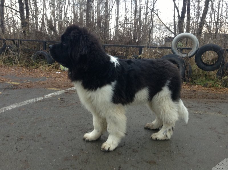 Фото: ньюфаундленд Аквиан Сонг Кроун Роял