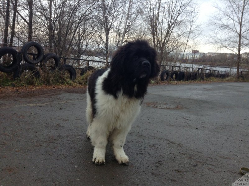 Фото: ньюфаундленд Аквиан Сонг Кроун Роял