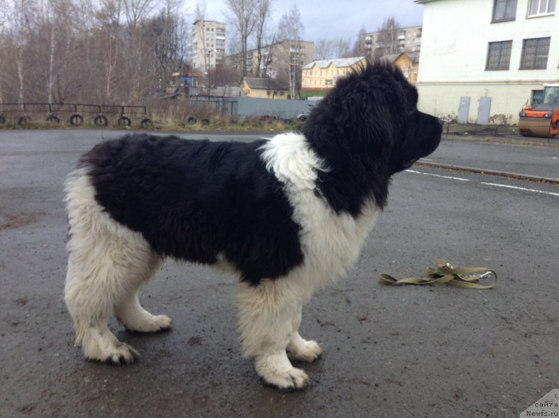 Фото: ньюфаундленд Аквиан Сонг Кроун Роял