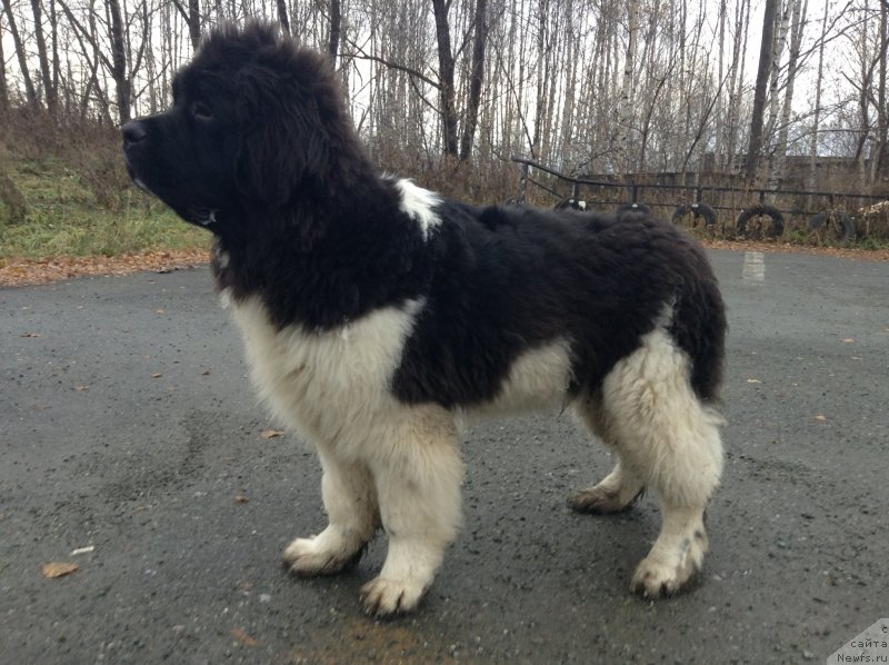 Фото: ньюфаундленд Аквиан Сонг Кроун Роял