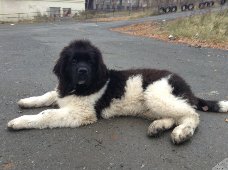 Фото: ньюфаундленд Аквиан Сонг Кроун Роял