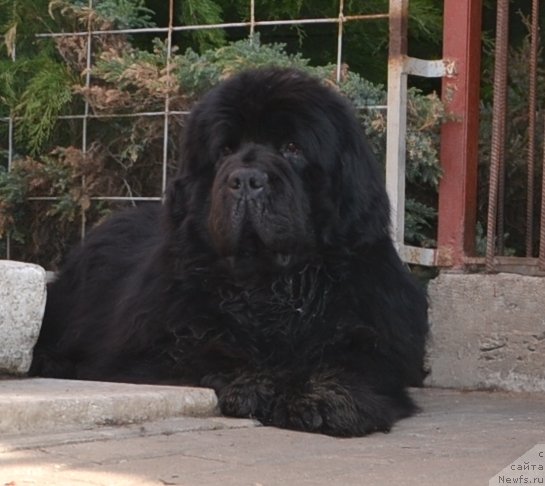 Фото: ньюфаундленд Midnight Lady's Voodoo Priest