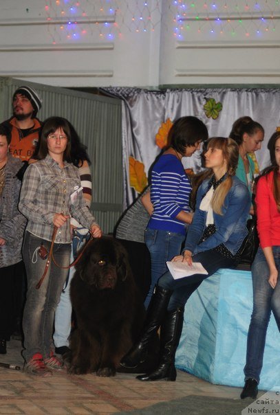 Фото: наш любимый хендлер, ньюфаундленд Черный Шарм Амбер Бест Дог ФО Марлеон