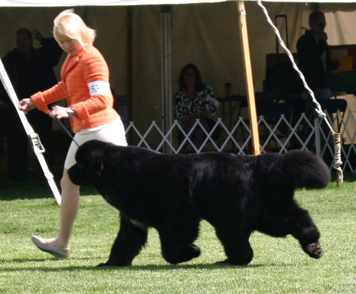 Фото: ньюфаундленд Seabrooks Best Man at Pouch Cove