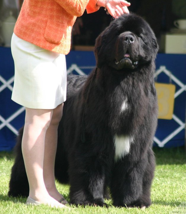 Фото: ньюфаундленд Seabrooks Best Man at Pouch Cove