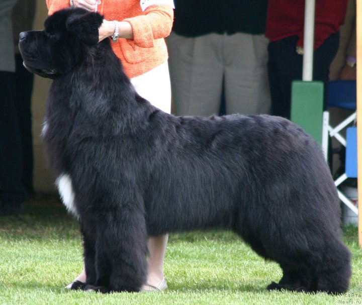 Фото: ньюфаундленд Seabrooks Best Man at Pouch Cove