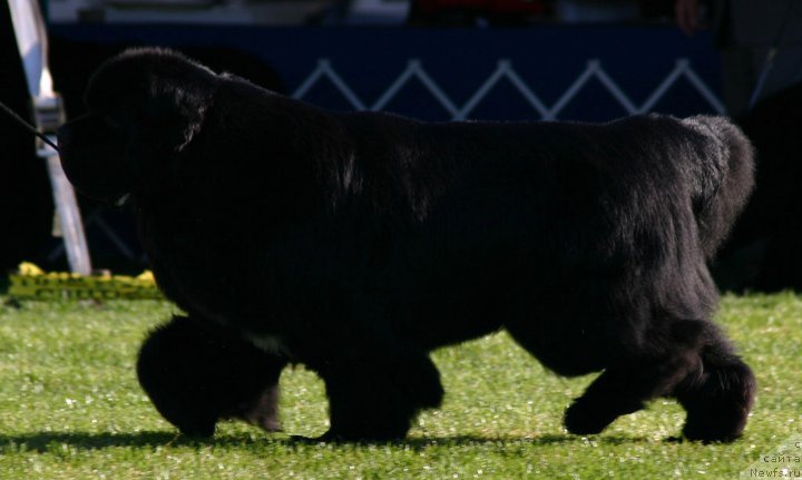 Фото: ньюфаундленд Pouch Cove's Head of State