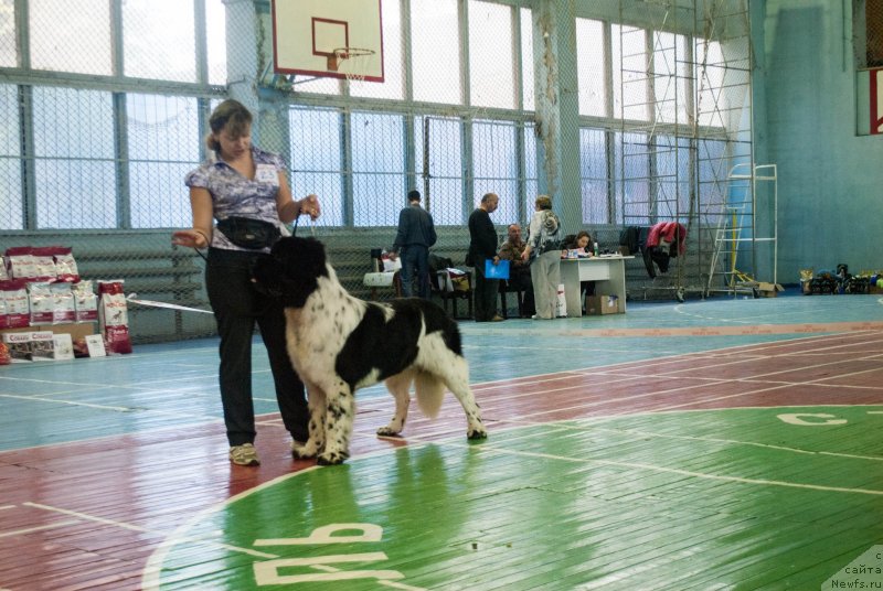Фото: ньюфаундленд Степная Пальмира Естественно Я Лучший