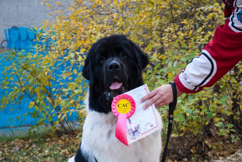 Фото: ньюфаундленд Степная Пальмира Естественно Я Лучший