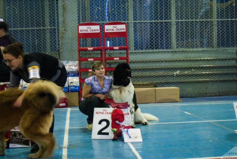 Фото: ньюфаундленд Степная Пальмира Естественно Я Лучший