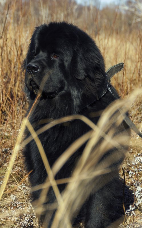 Фото: ньюфаундленд Би Перфект Аскер