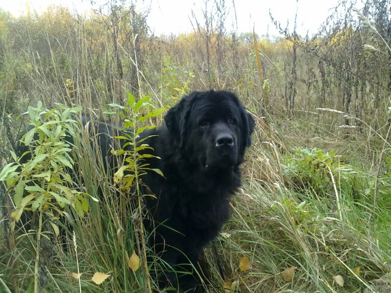 Фото: ньюфаундленд Великий Медведь Загадка