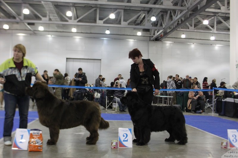 Фото: ньюфаундленд Обуш Шед Якутия (Obush Shed Yakutia), ньюфаундленд Топтыжка Сияние от Айсберга